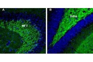 Expression of Synapsin 3 in mouse and rat hippocampus - Immunohistochemical staining of perfusion-fixed frozen mouse brain sections with Anti-Synapsin III (SYN3) Antibody (ABIN7043788, ABIN7044664 and ABIN7044665), (1:200), followed by goat anti-rabbit-AlexaFluor-488. (Synapsin III antibody  (C-Term, Extracellular))