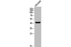 Western Blot analysis of COLO205 cells using EDG-1 Polyclonal Antibody (S1PR1 antibody  (N-Term))