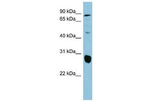 SLC26A4 antibody used at 1 ug/ml to detect target protein.