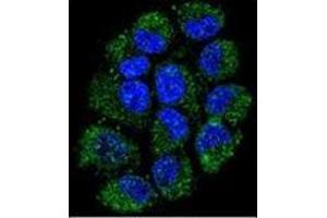 Confocal immunofluorescent analysis ofCL029 antibody (N-term) Cat. (C12ORF29 antibody  (N-Term))