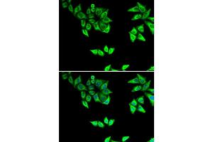 Immunofluorescence (IF) image for anti-Oxidase (Cytochrome C) Assembly 1-Like (OXA1L) antibody (ABIN1980316)