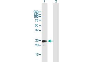 Western Blot analysis of FGF18 expression in transfected 293T cell line by FGF18 MaxPab polyclonal antibody. (FGF18 antibody  (AA 1-207))