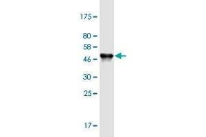 Western Blot detection against Immunogen (48. (SYCE1 antibody  (AA 1-190))