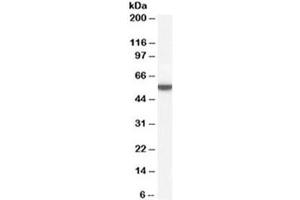 Western blot testing of human adipose lysate with Perilipin antibody at 0. (PLIN1 antibody)