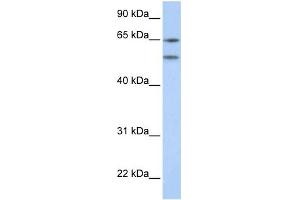 WB Suggested Anti-HTR2A Antibody Titration:  0. (HTR2A antibody  (N-Term))