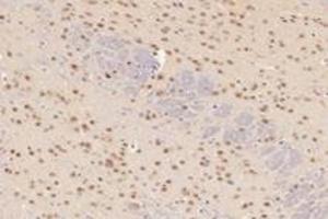 Immunohistochemistry analysis of paraffin-embedded mouse cerebellum using,TCOF1 (ABIN7076003) at dilution of 1: 2800