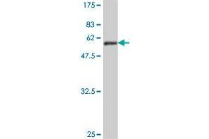 Western Blot detection against Immunogen (49. (RAN antibody  (AA 1-216))