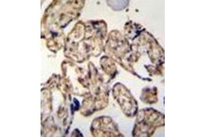 Immunohistochemistry analysis in formalin fixed and paraffin embedded human placenta tissue reacted with LRRC45 Antibody (C-term) followed by peroxidase conjugation of the secondary antibody and DAB staining. (LRRC45 antibody  (C-Term))