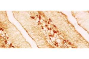 Paraffin embedded chicken jejunum section was stained with Mouse Anti-Chicken IgA-UNLB (Mouse anti-Chicken IgA Antibody)
