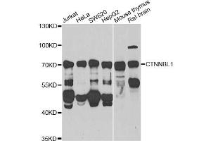 Western blot analysis of extracts of various cell lines, using CTNNBL1 Antibody (ABIN2562062) at 1:1000 dilution. (CTNNBL1 antibody)