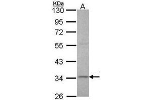 Western Blot using AP23777PU-N XRCC3 antibody at 1/1000 dilution. (XRCC3 antibody  (AA 202-296))