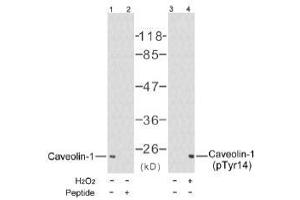 Image no. 1 for anti-Caveolin 1, Caveolae Protein, 22kDa (CAV1) (Tyr14) antibody (ABIN197289) (Caveolin-1 antibody  (Tyr14))