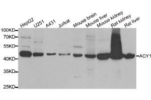 Western blot analysis of extracts of various cell lines, using ACY1 antibody.