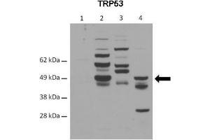 WB Suggested Anti-TRP53 Antibody    Positive Control:  Lane 1: 40ug C57/B6 control mouse G. (p53 antibody  (C-Term))