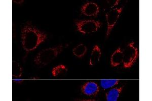 Confocal immunofluorescence analysis of U2OS cells using Hsp60 Polyclonal Antibody at dilution of 1:100. (HSPD1 antibody)