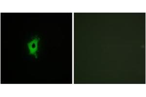 Immunofluorescence analysis of COS7 cells, using LEG2 Antibody. (LEG2 antibody  (AA 31-80))