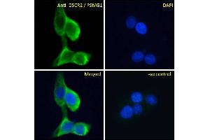 ABIN570956 Immunofluorescence analysis of paraformaldehyde fixed A431 cells, permeabilized with 0. (PSMG1 antibody  (C-Term))