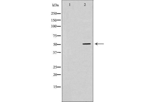 ATP6AP1 antibody  (Internal Region)
