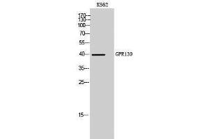 Western Blotting (WB) image for anti-G Protein-Coupled Receptor 139 (GPR139) (Internal Region) antibody (ABIN3184852) (GPR139 antibody  (Internal Region))