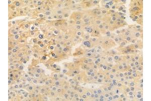 anti-Src Homology 2 Domain Containing Transforming Protein D (SHD) (Internal Region) antibody