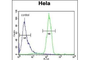 C13orf3 Antibody (Center) (ABIN652928 and ABIN2842594) flow cytometric analysis of Hela cells (right histogram) compared to a negative control cell (left histogram). (SKA3 antibody  (AA 226-253))