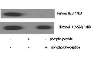 Western Blotting (WB) image for anti-Histone H3.3 (Ser101) antibody (ABIN3175505) (Histone H3.3 antibody  (Ser101))