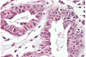 Anti-TREX2 antibody IHC staining of human breast. (TREX2 antibody  (AA 36-48))