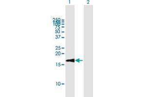 Western Blot analysis of LSM1 expression in transfected 293T cell line by LSM1 MaxPab polyclonal antibody. (LSM1 antibody  (AA 1-133))