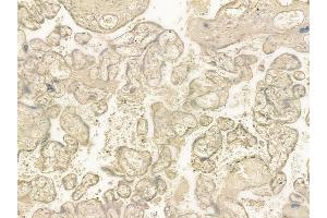 ABIN6259325 and ABIN6275280 at 1/100 staining human normal placenta tissue by IHC-P.
