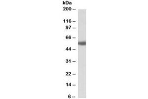 Western blot testing of human prostate lysate with ADRA1A antibody at 1ug/ml. (alpha 1 Adrenergic Receptor antibody)