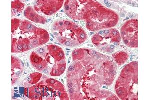 ABIN5539605 (5µg/ml) staining of paraffin embedded Human Kidney. (UROD antibody  (Internal Region))