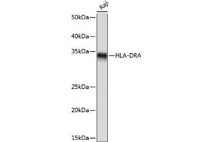 Western blot analysis of extracts of Raji cells, using HLA-DRA Rabbit mAb (ABIN7267758) at 1:1000 dilution. (HLA-DRA antibody)