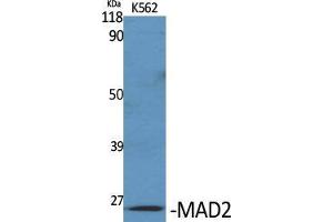 Western Blot (WB) analysis of specific cells using MAD2 Polyclonal Antibody. (MAD2 antibody  (Internal Region))