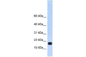 WB Suggested Anti-LOC115648 Antibody Titration:  0. (LOC115648 (LOC115648) (Middle Region) antibody)