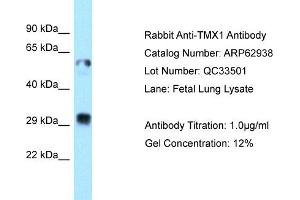 Western Blotting (WB) image for anti-Thioredoxin-Related Transmembrane Protein 1 (TMX1) (C-Term) antibody (ABIN2789306) (TMX1 antibody  (C-Term))