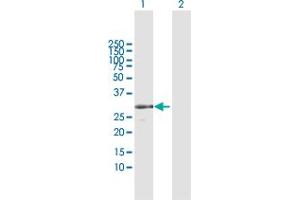 Western Blot analysis of RPA4 expression in transfected 293T cell line by RPA4 MaxPab polyclonal antibody. (RPA4 antibody  (AA 1-261))