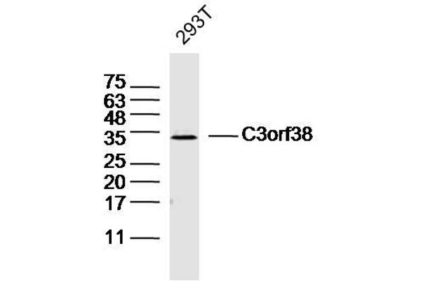 C3orf38 Antikörper  (AA 21-120)
