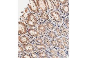Immunohistochemical analysis of paraffin-embedded Human stomach tissue using A performed on the Leica® BOND RXm. (DNASE1 antibody  (AA 87-121))