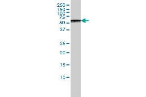 PSMD5 antibody  (AA 405-504)