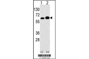 Western blot analysis of anti-RPS6KB1 Antibody Pab in 293 cell line lysates transiently transfected with the RPS6KB1 gene (2ug/lane). (RPS6KB1 antibody  (AA 277-306))