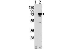 Western blot analysis of EIF4B antibody and 293 cell lysate (2 ug/lane) either nontransfected (Lane 1) or transiently transfected with the EIF4B gene (2). (EIF4B antibody  (AA 400-429))