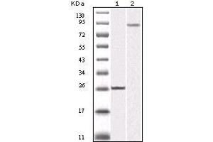Western blot analysis using IKBKB mouse mAb against truncated IKBKB recombinant protein (1) and K562 cell lysate (2). (IKBKB antibody)