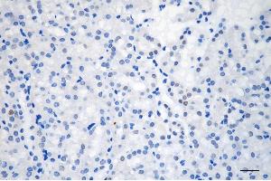 Immunohistochemistry was performed on paraffin-embedded mouse kidney using GTF2I antibody (ABIN7798709), 1:200).