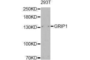 Western blot analysis of extracts of 293T, using GRIP1 Antibody. (GRIP1 antibody)