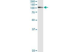 Immunoprecipitation of AHR transfected lysate using anti-AHR monoclonal antibody and Protein A Magnetic Bead , and immunoblotted with AHR MaxPab rabbit polyclonal antibody. (Aryl Hydrocarbon Receptor antibody  (AA 721-820))