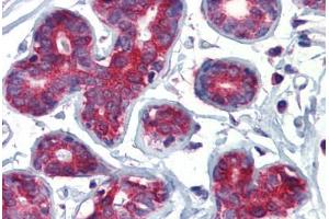 Human Breast (formalin-fixed, paraffin-embedded) stained with TAL1 antibody ABIN462261 followed by biotinylated goat anti-rabbit IgG secondary antibody ABIN481713, alkaline phosphatase-streptavidin and chromogen. (TAL1 antibody  (C-Term))