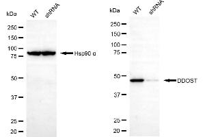 Western blotting analysis using DDOST antibody (ABIN7798385). (DDOST antibody)