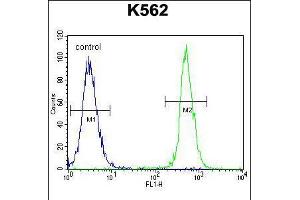 Flow cytometric analysis of K562 cells (right histogram) compared to a negative control cell (left histogram). (NUDT19 antibody  (AA 153-181))