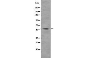 Western blot analysis of MUC7 using K562 whole cell lysates (MUC7 antibody  (Internal Region))