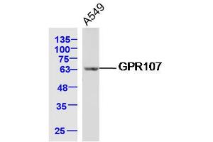 A549 lysates probed with GPR107 Polyclonal Antibody, Unconjugated  at 1:300 dilution and 4˚C overnight incubation. (GPR107 antibody  (AA 301-400))